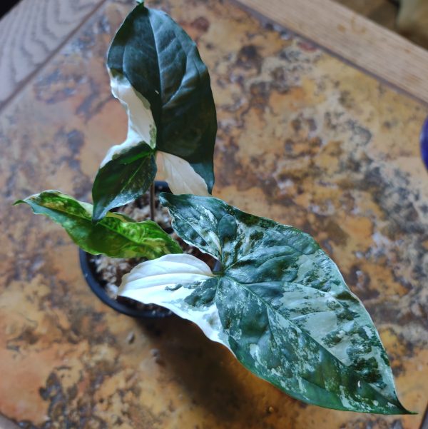 Syngonium Albo med