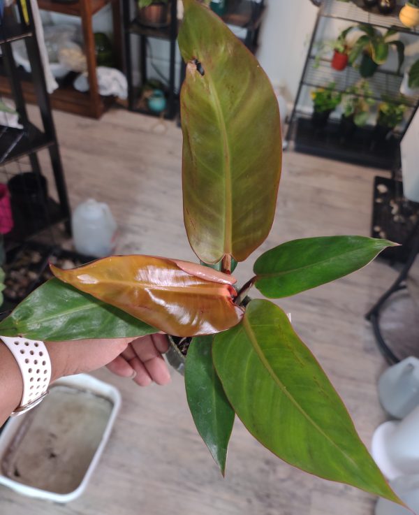 Philodendron Prince of Orange - Image 2