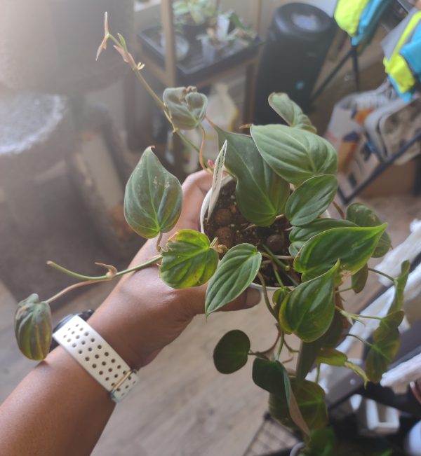 Philodendron Micans