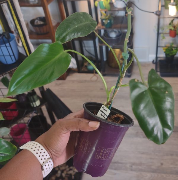 Philodendron Paraiso Verde