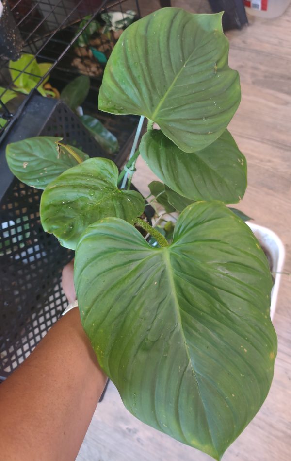 Philodendron Fuzzy Petiole