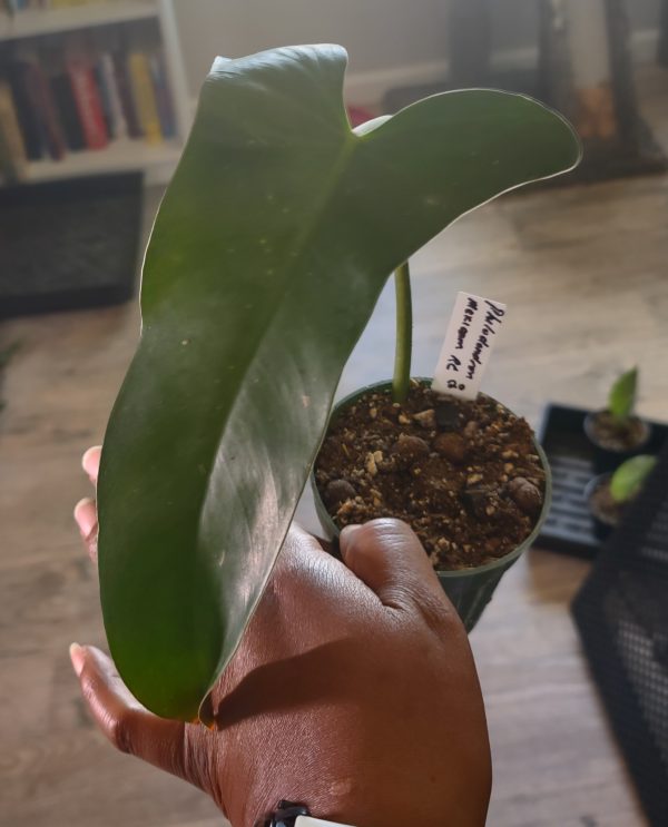 Philodendron Mexicanum RC