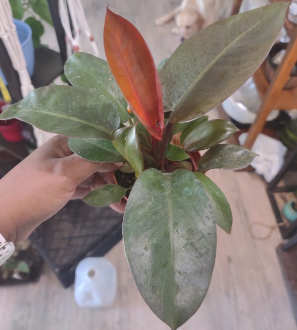 Philodendron Prince of Orange