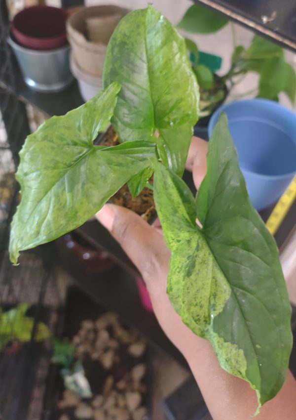 Syngonium Mojito