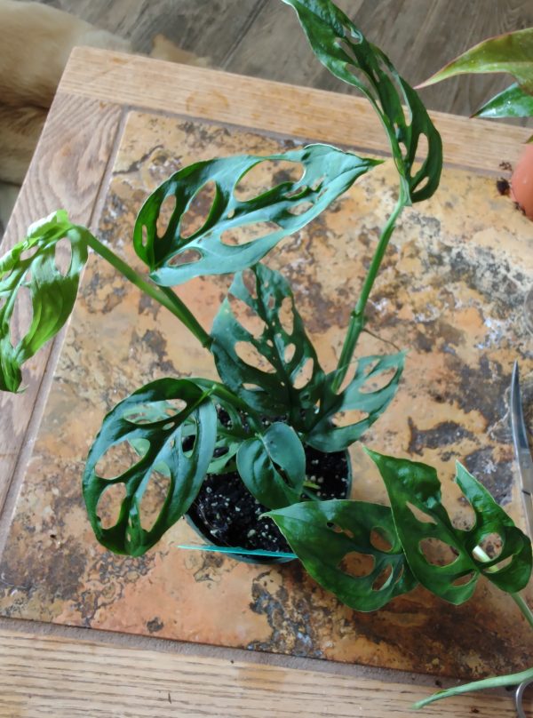Monstera Adansonii