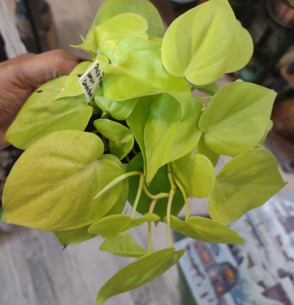 Philodendron Neon Lemon Lime Cordatum