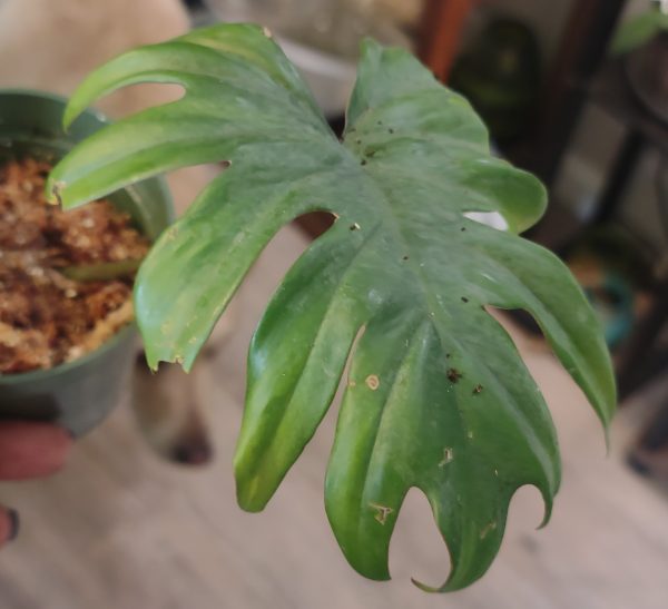 Philodendron Mayoi RC