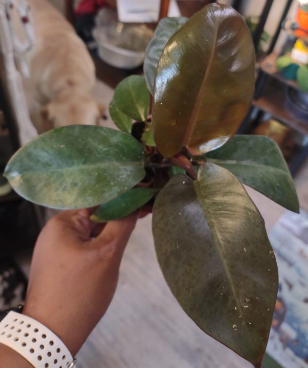 Philodendron McColley's Finale
