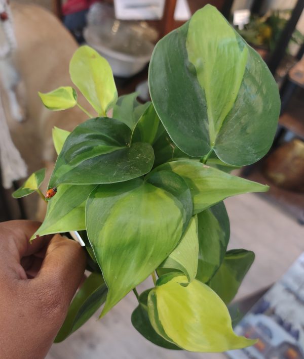 Philodendron Brasil