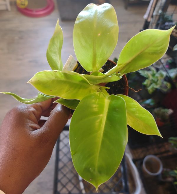 Philodendron Rush