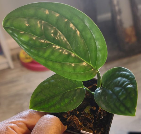Monstera Peru