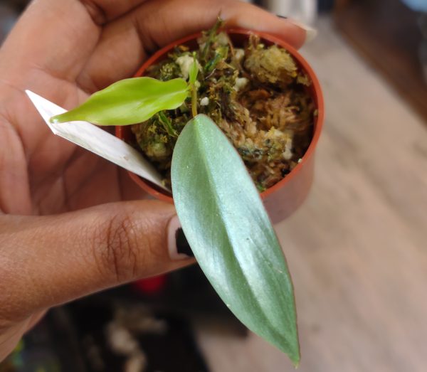 Philodendron Atabapoense pup - Image 2