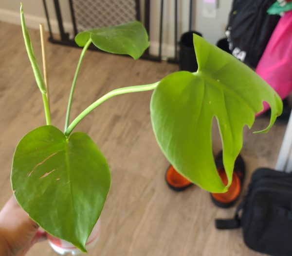 Monstera Deliciosa starters