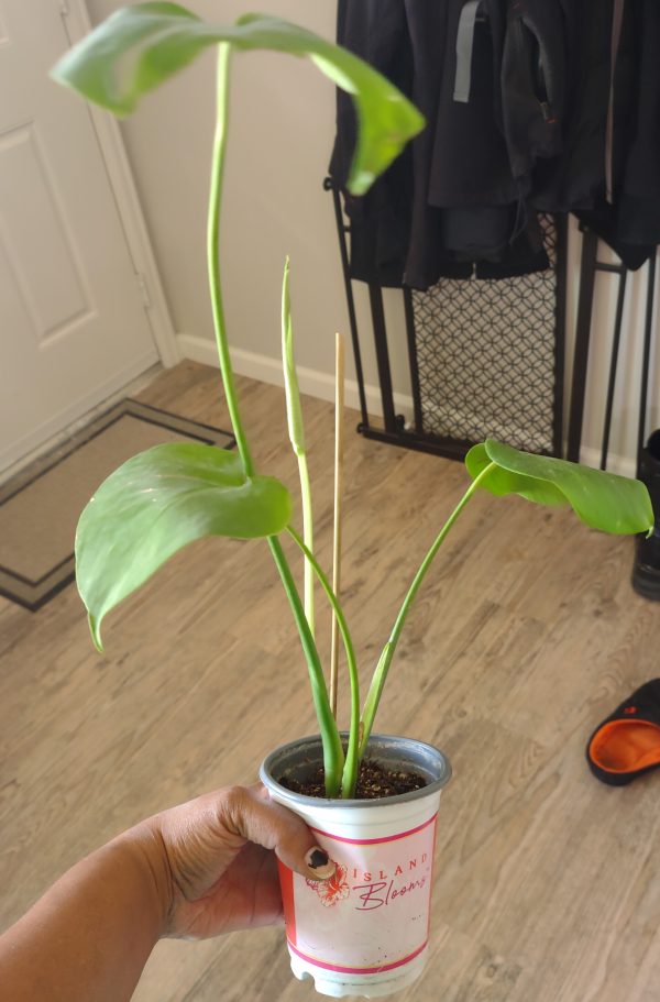 Monstera Deliciosa starters - Image 2