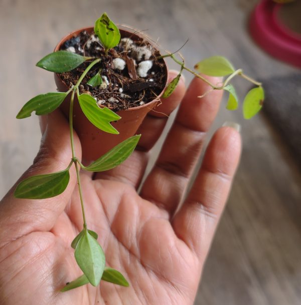 Peperomia Beetle