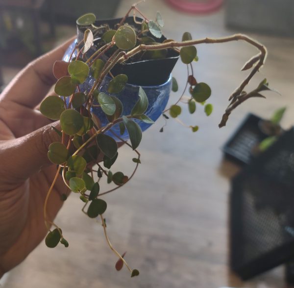 Peperomia Ruby Cascade